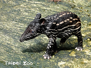 馬來貘寶寶「貘豆」！今日戶外活潑見客