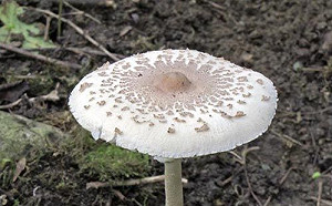 全台最毒野生植物！食藥署：綠褶菇、姑婆芋  誤食恐造成無法挽回的傷害