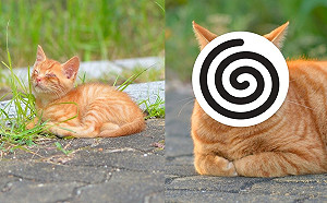 出遊重逢3年前小橘貓　一樣折手手打盹只是「尺寸放大了」