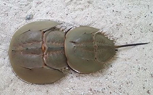 嘉縣漁民捕獲「活化石」鱟  保育人士啟動通報收容機制