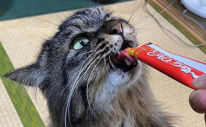 「肉泥中毒喵」嗜吃成癮　主人驚：無法恢復原狀還被同化了！