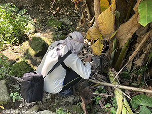 本土登革熱擋不住！五寮里群聚病例 再增5例確診個案