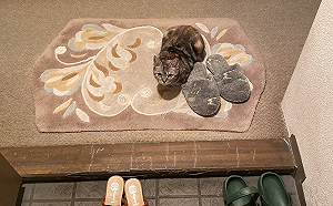 貓咪在玄關「母雞蹲」乖乖等門　推主回到家一開燈秒泛淚