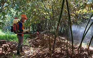 三峽本土登革熱群聚擴大 新增新北7案 中壢1案