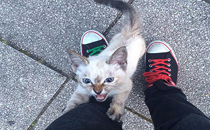 (影)浪貓「抱腿塞奶」求收編　回家一小時竟原形畢露？