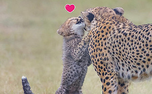 小獵豹愛撒嬌　「緊貼媽媽臉」微笑說悄悄話：馬麻我愛妳！