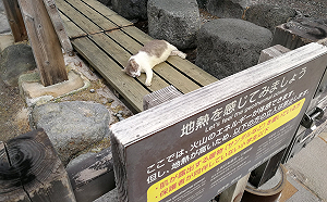 「浪貓」爽趴溫泉體驗地熱區　網友笑翻：接地氣的貓貓！