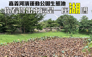 基進批嘉市沒維護好生態池荷花 網友打臉：秋天會枯