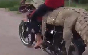 （影）盜獵者囂張 騎「鱷魚牌」摩托車遊街炫耀