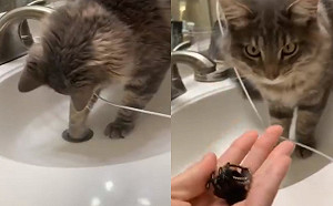 (影)媽戒指掉入排水孔好心急　貓咪巧手撈出網讚歎：神隊友！