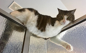 洗澡「感覺毛毛的」 抬頭發現貓咪凝視：奴才在幹嘛？