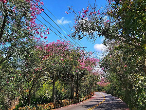 探訪粉紅秘境！淡水美人樹大道5.5公里燦爛盛開中