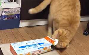 (影)橘貓下定決心要擠進小盒子　下秒成果網友全笑翻！