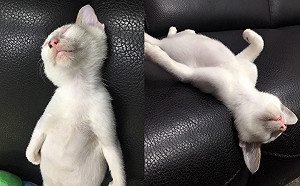 剛收編小白貓爽躺「大字型」　奴：睡成這樣還好嗎？