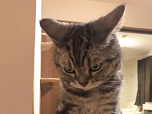 (影)就寢時間還不關燈被喵皇怒視　奴才冒冷汗：我想我該關燈了