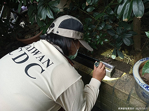 本土登革熱》再增1例！疾管署：本例與新北市五寮里群聚病例無關