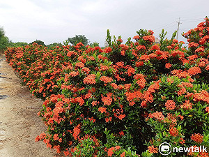 嘉市八掌溪畔矮仙丹花田盛開  人跡罕至成祕境