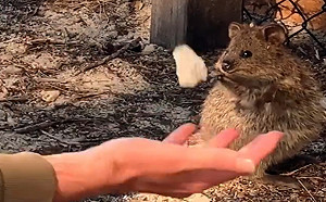 (影)男子為短尾矮袋鼠表演雜耍　牠好奇揮小手：我也要玩！