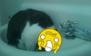 貓咪硬擠洗手台　整顆頭倒立翻轉推主險崩潰：不能正常喝水？