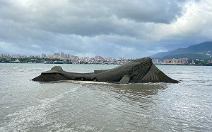 八里快閃沙雕「消失的海翁」  挑戰四小時打造1:1大鯨魚 
