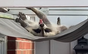 (影)屋主見遮陽棚下凹　竟是慵懶浣熊爽曬日光浴：這床好棒！