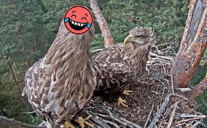 (影)帥氣海鵰見鏡頭越看越不對勁　連連呆萌甩腦：老伴有人偷看！