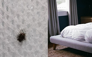 床墊裡翻出一堆「黑毛蟲」！他嚇呆求助　內行網友解答了