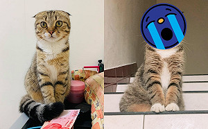 出門一個月請弟弟照顧！貓咪「摺耳變立耳」胖到媽都認不出