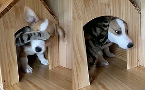 貓咪手腳並用頻阻撓心愛柯基走出小木屋　柔聲嬌喊：不許走！