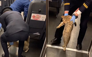 (影)沒買票去哪？虎斑貓偷渡遭捕　超委屈小碎步被車長帶離現場！