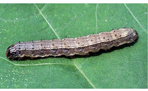 秋行軍蟲監測密度攀升 防檢局警告：寄主範圍將擴大！