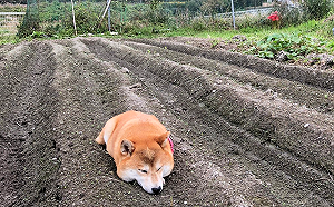 田地收成後竟長出一隻「肥柴」　主人笑：「今日大豐收！」