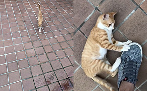 (影)陌生貓抱腳寵幸暗爽在心　下秒牠神速彈飛男傻眼：有這麼臭？