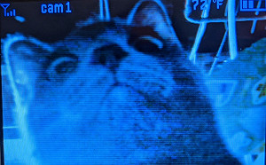 灰貓做壞事被抓包  奴才大喊牠不爽逼視鏡頭：朕你敢嘴？