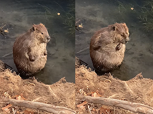 (影)胖河狸在河邊「洗香香搓揉大肚腩」　網友萌翻笑：洗不到背