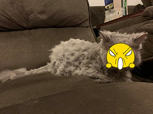 媽幫剪毛！爸看不下去一出手卻像被狗啃　貓：問過我感受？