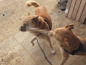 激烈一拳擊向同伴汪爆紅　昔濃烈示愛照被翻出網笑炸：真另類