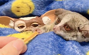 (影)主人給小精靈「吃點心」 嬰猴半途攔截：這是我的！