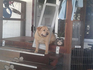 浪汪變毛寵擁有幸福肥　回家「卡門」一臉憨笑：新腰帶啦！