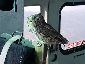 貓頭鷹飛進直升機「坐在副駕上」　盯視男子：好好救火喔！