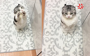 摺耳貓站立討飯　得不到就擺臭臉網笑：好難伺候！