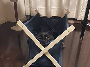 (影)收納籃「長出黑貓」饋臉賣萌　喵讚賞：「躺起來每賣！」