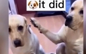 (影) 狗也會當「抓耙仔」! 誰弄亂的？主人一質問 拉布拉多秒背叛朋友