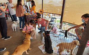 民眾陳情流浪動物遭收容所野放 監委調查