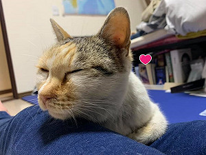 三花貓差點被癡漢浪浪「侵犯」　她好心解救竟被仙貓跳？