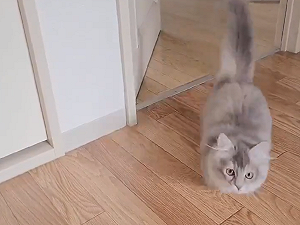 (影)貓都叫不來？主人一呼喚名字　短腿貓咚咚咚跑過來：找我喵？