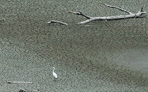 良影一二》明德水庫水位持續探底  庫底沙土龜裂水情嚴峻