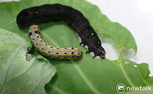 夜蛾侵襲！台東百頃水稻受害  農改場：農民應加強防治