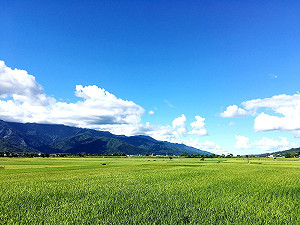 池上秋收藝術節10/24登場！會場接駁專車交管資訊看這裡