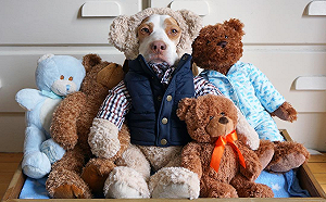 (影)米格魯躲貓貓！零食拿出秒露餡　狂搖尾巴：偶在這裡～